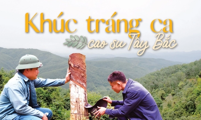 Khúc tráng ca cao su Tây Bắc: [Bài 1] 15 năm ấy biết bao nhọc nhằn
